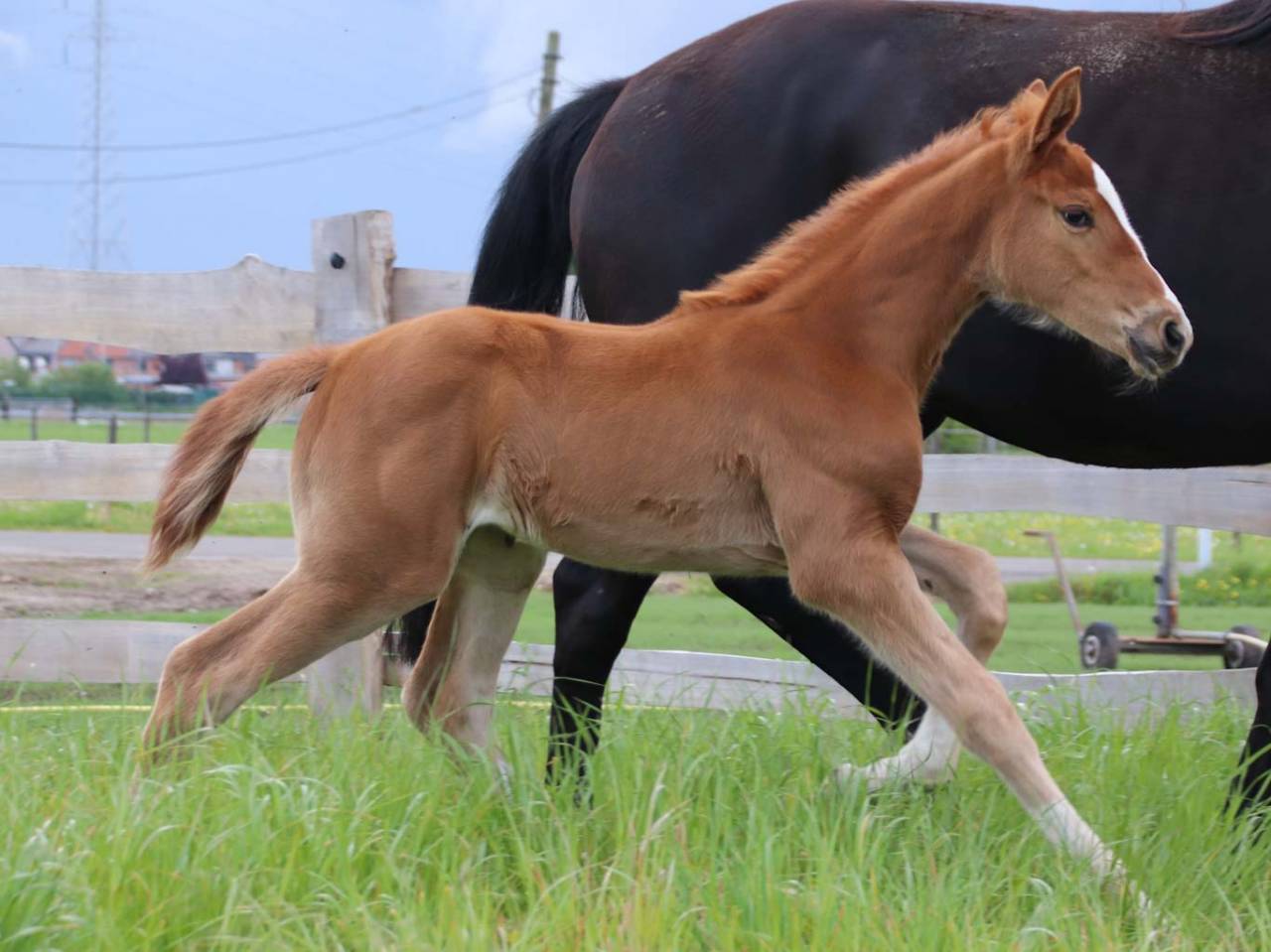 Grand Pouliche de dressage - superbe allures
