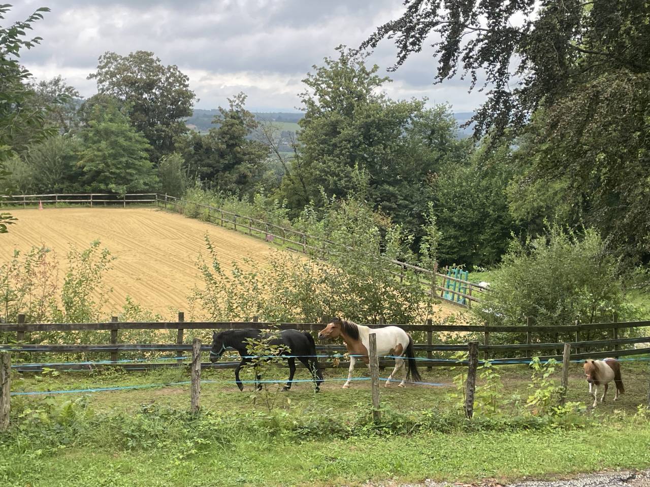 A VENDRE JOLI PONEY ISABELLE PIE TOBIANO ONCP 1M35 