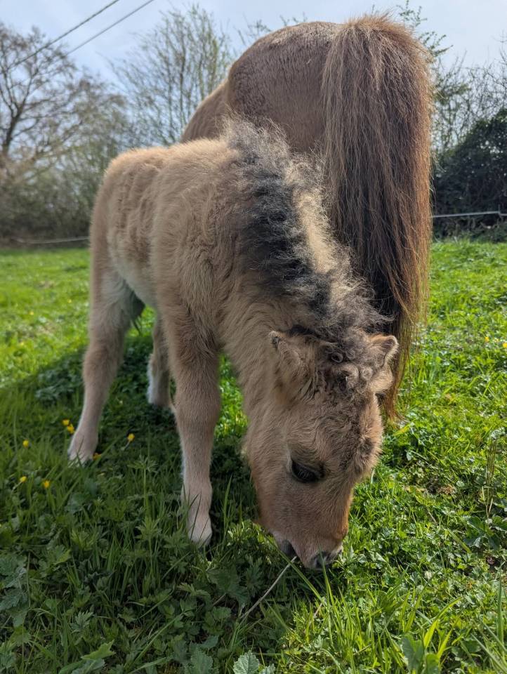 Pouliche mini-shetland