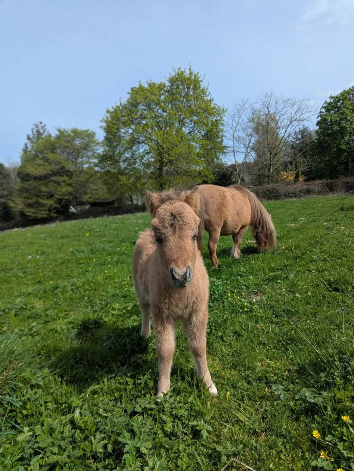 Pouliche mini-shetland