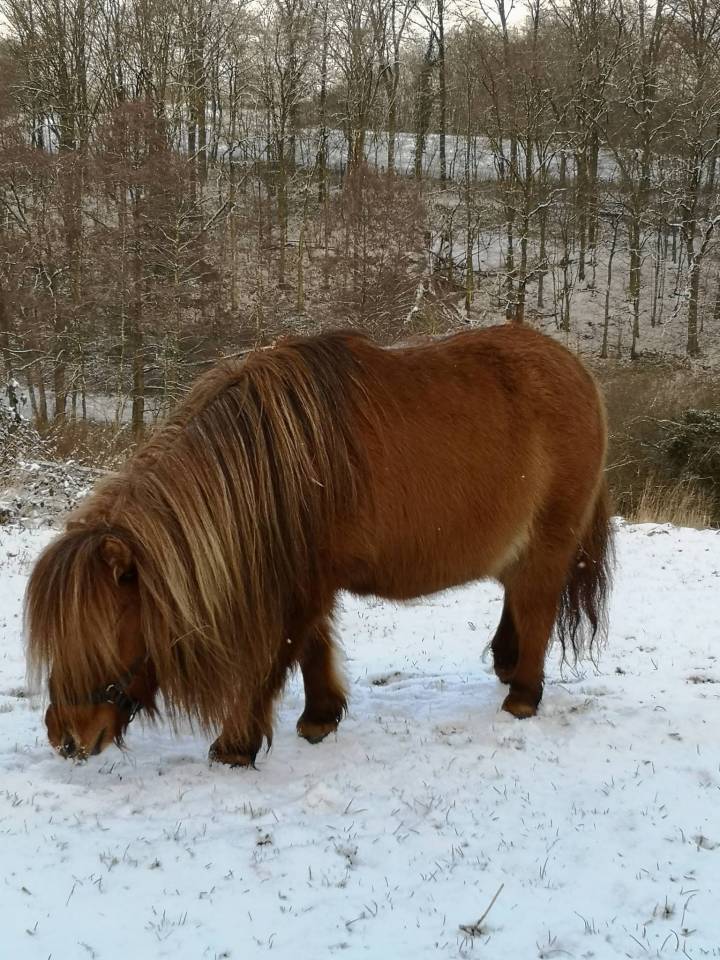 Jument mini-shetland 