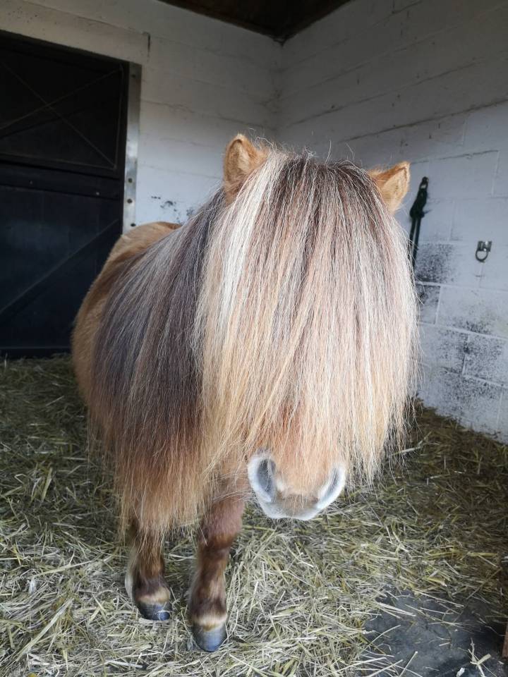 Jument mini-shetland 