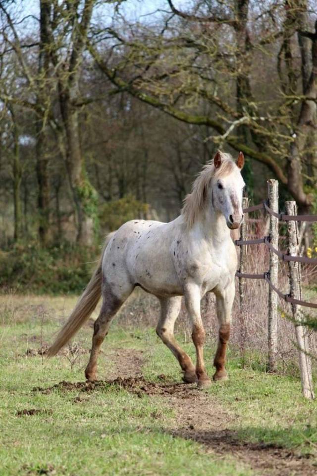 &Eacute;talon appaloosa 