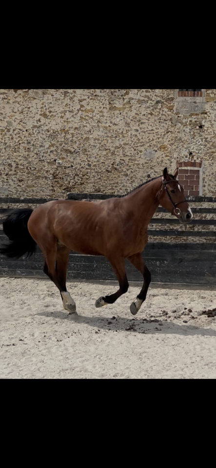 Cheval d&rsquo;avenir 