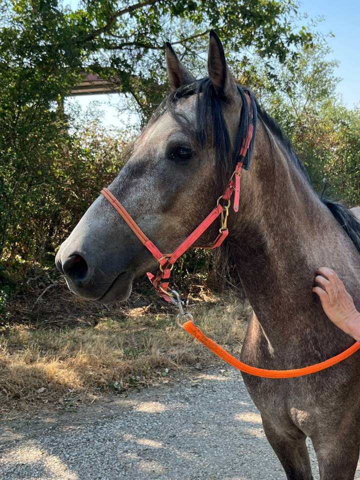 Malak d'uranie