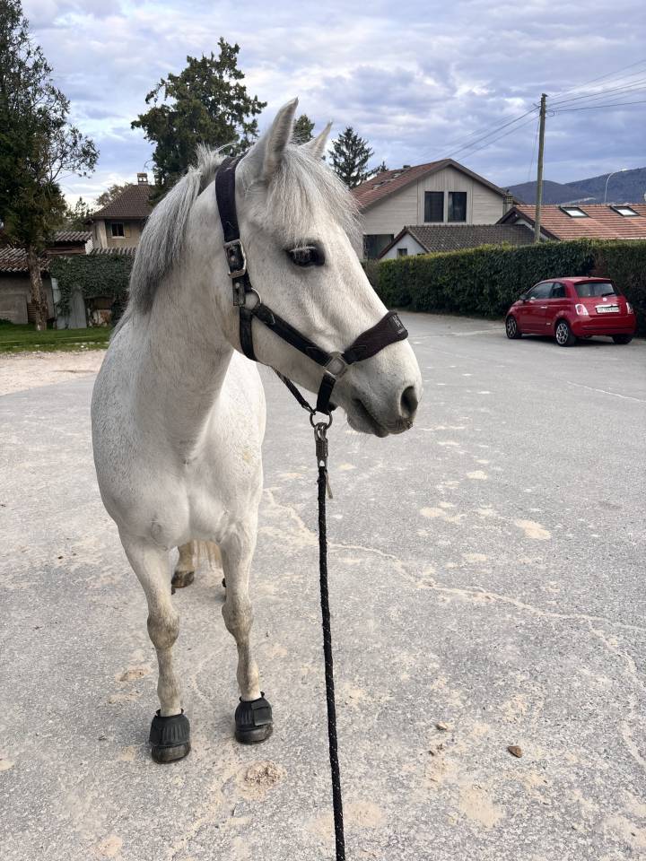 Super ponette de sport Connemara