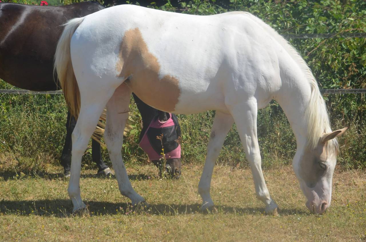 Jeune Paint horse pp