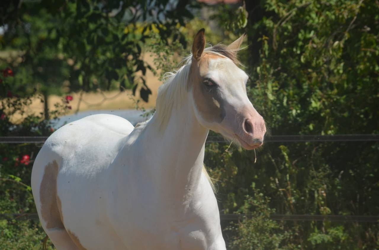 Jeune Paint horse pp