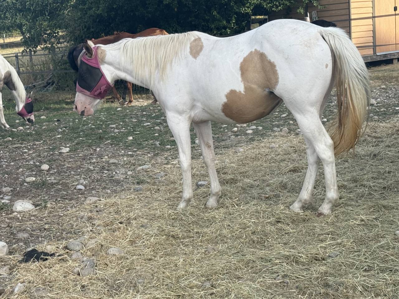 Jeune Paint horse pp