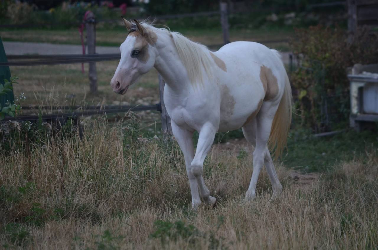 Jeune Paint horse pp