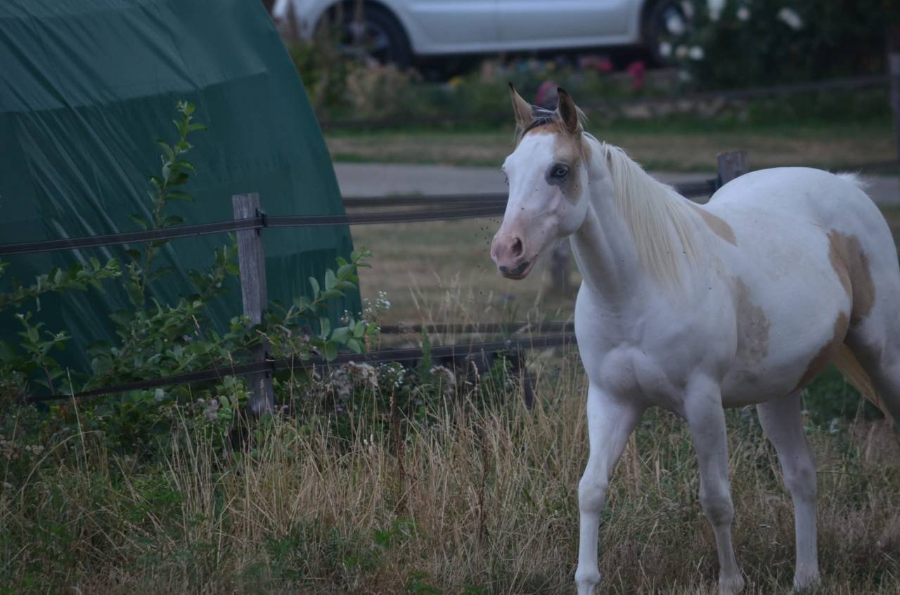 Jeune Paint horse pp
