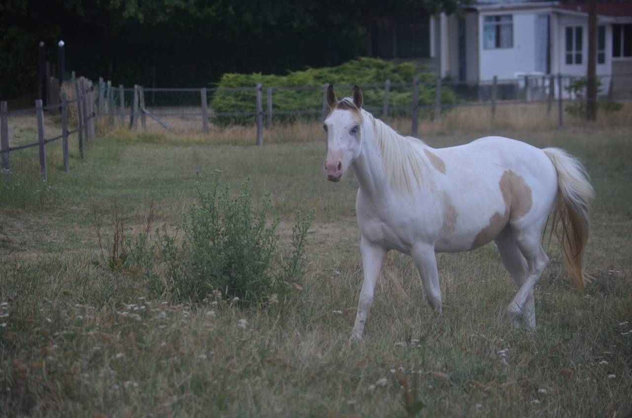 Jeune Paint horse pp