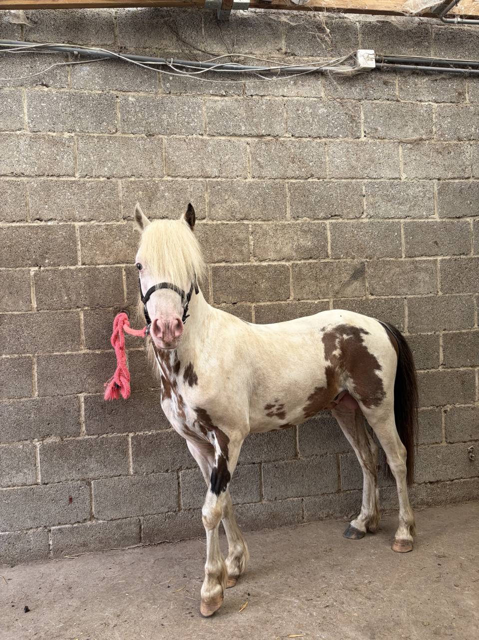 Cheval miniature am&eacute;ricain 