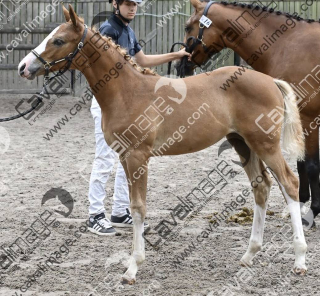 Poulain et pouliche PFS Par Double Pleasure 