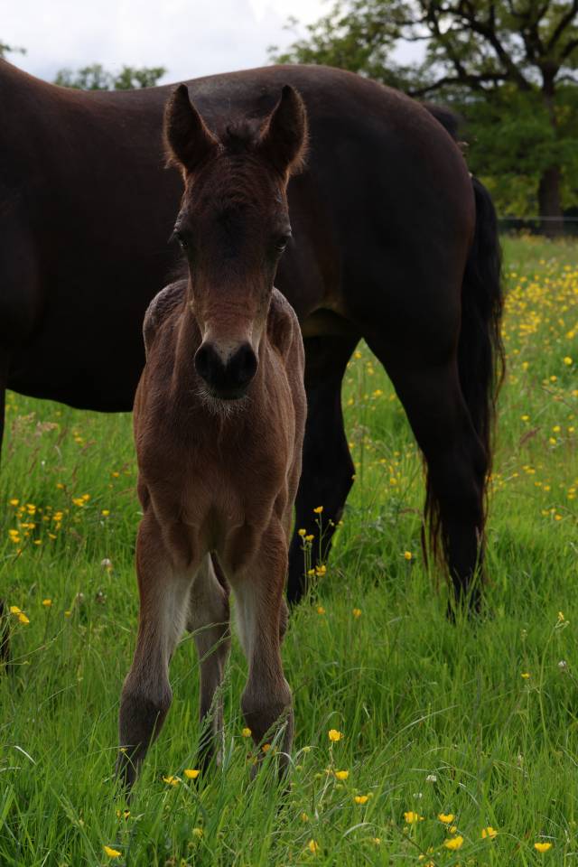 Foal m&acirc;le connemara