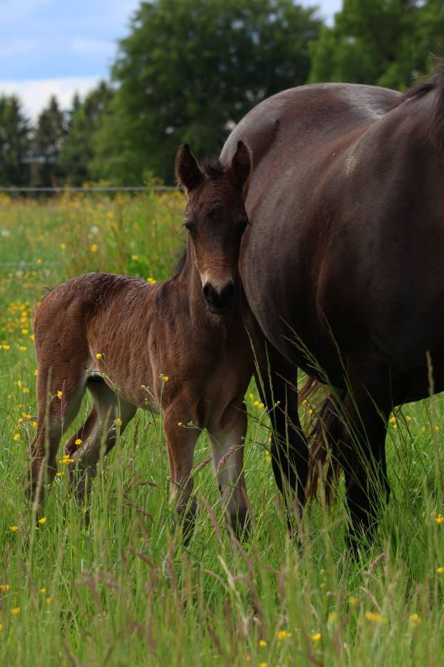 Foal m&acirc;le connemara