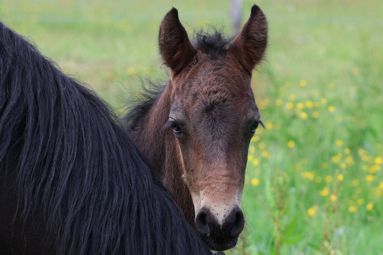 Foal m&acirc;le connemara