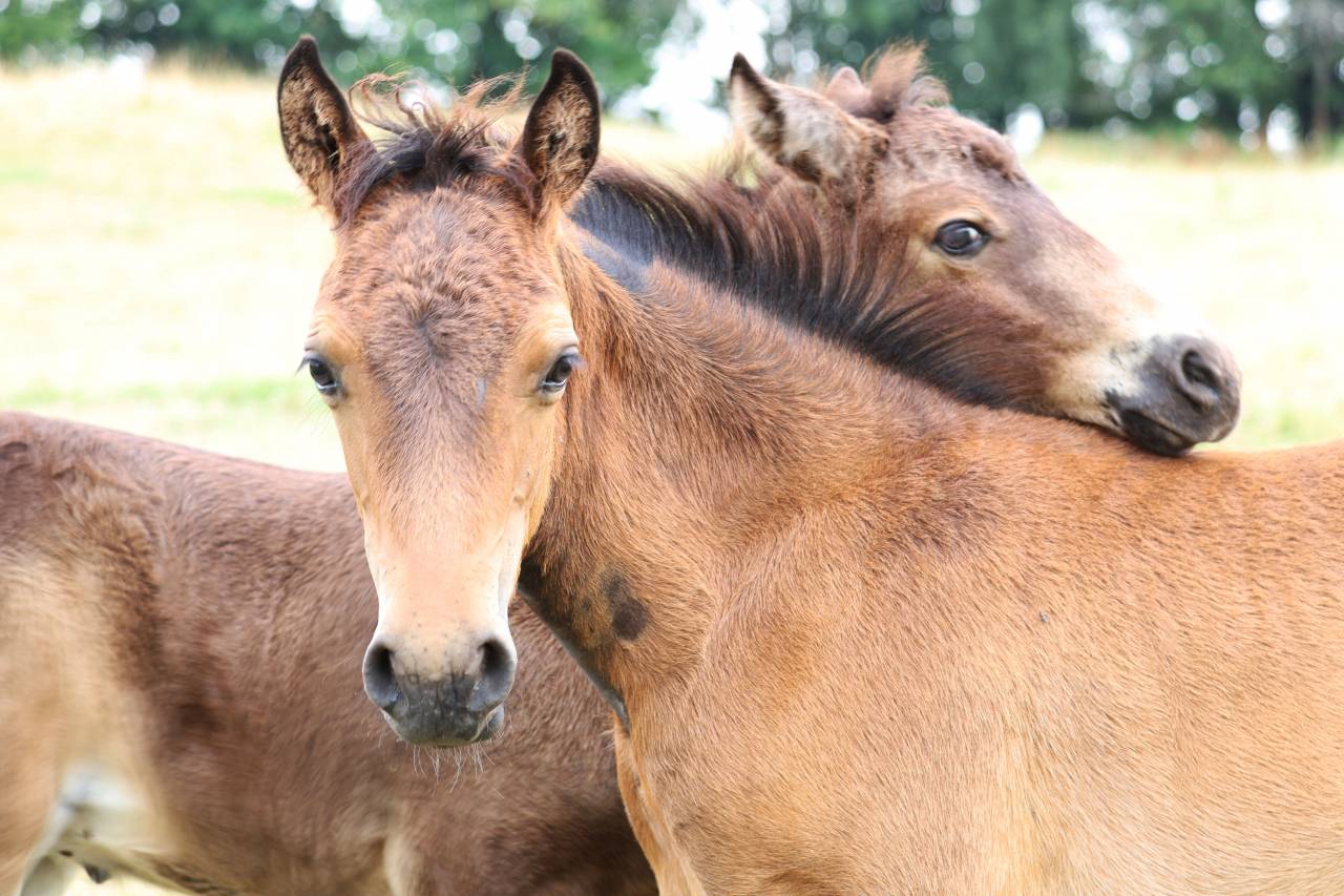 Foal m&acirc;le connemara