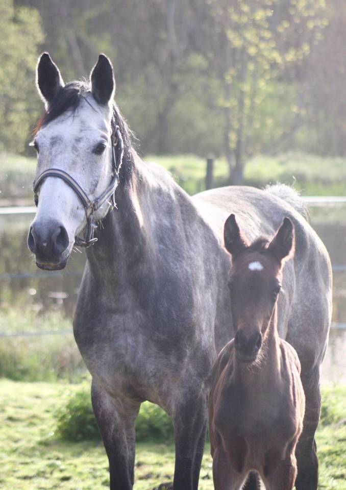 Poulini&egrave;re AA de 8 ans