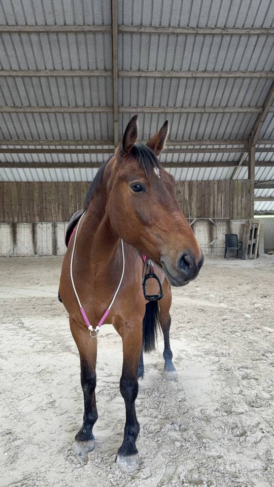A VENDRE ~ Nugget Chavanais 