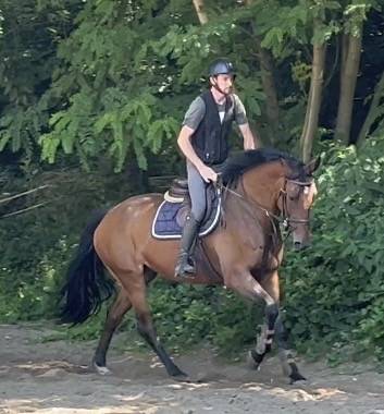 Jolie jument kwpn de 12 ans +-1m68