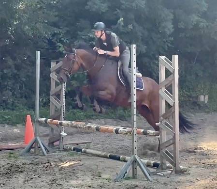 Jolie jument kwpn de 12 ans +-1m68