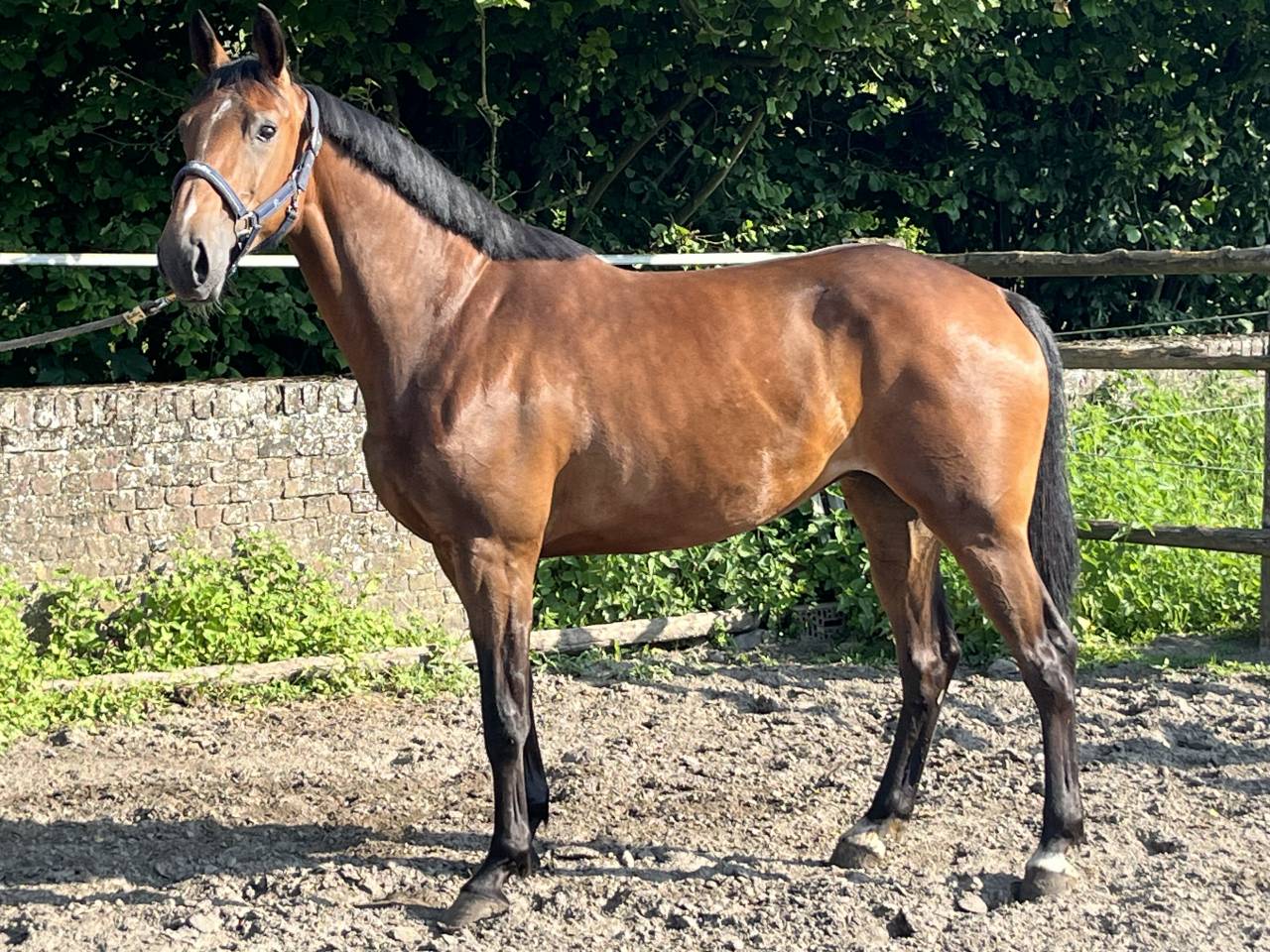 Splendide jument de 6 ans, sBs, +-1m62