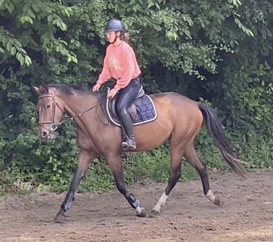 Jument Zangersheide 4 ans, +-1m64