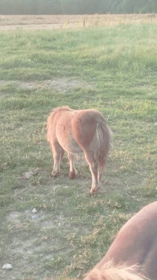 Poulain poney