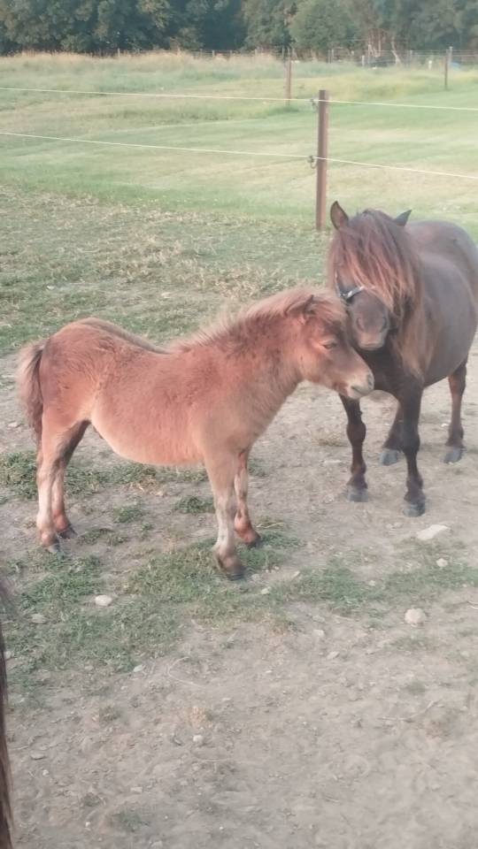 Poulain poney