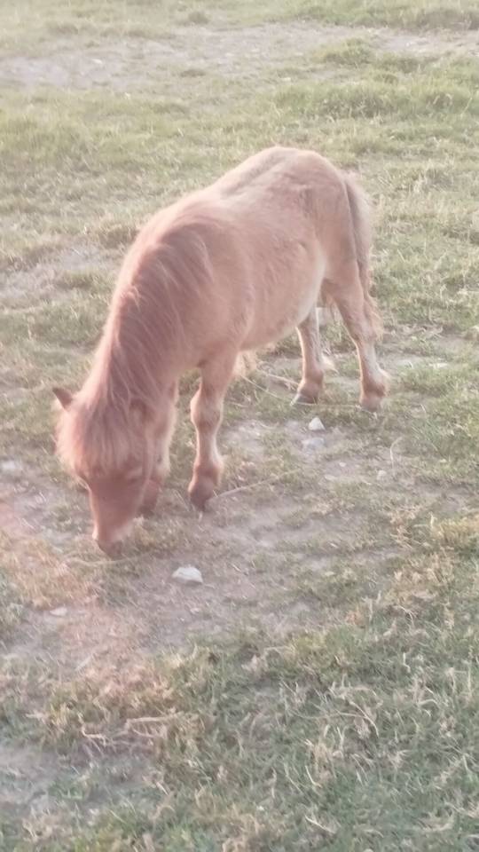 Poulain poney