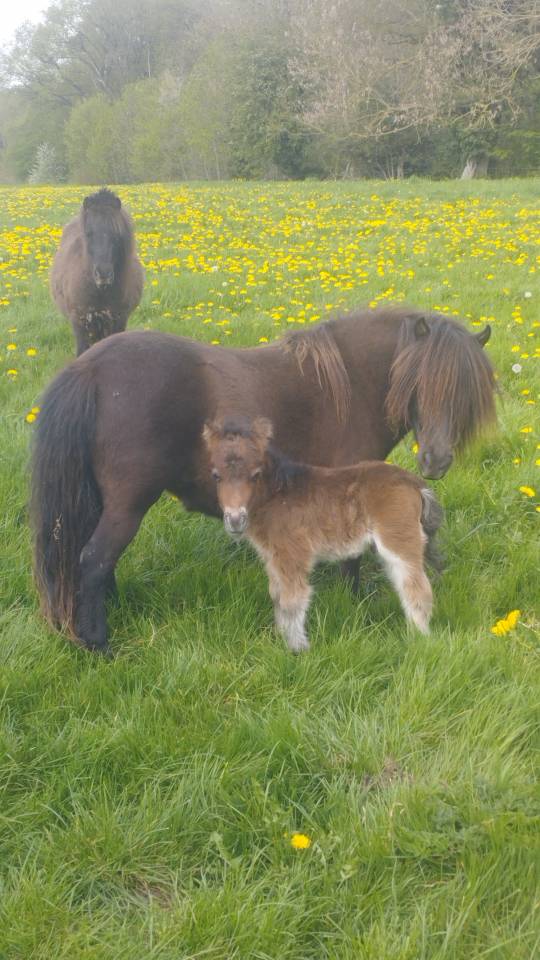 Poulain poney