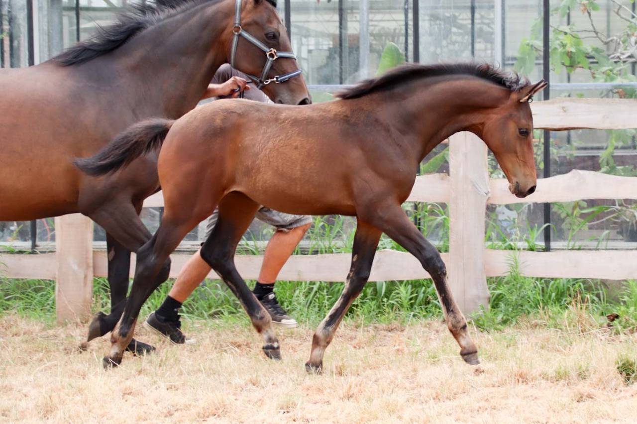 Pouliche de dressage Pina Colada x Johnson