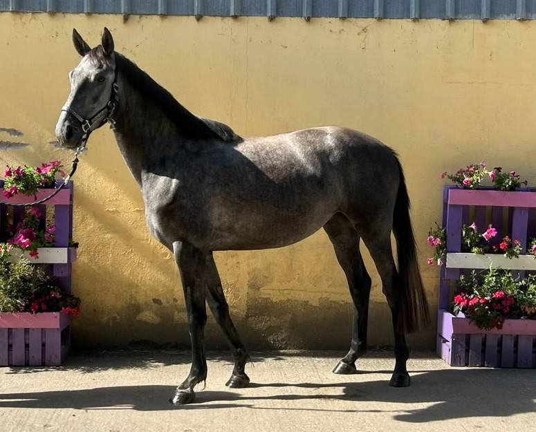 Nashira de Molion, Jument, 3 ans, Grise; SF, toise 1.65