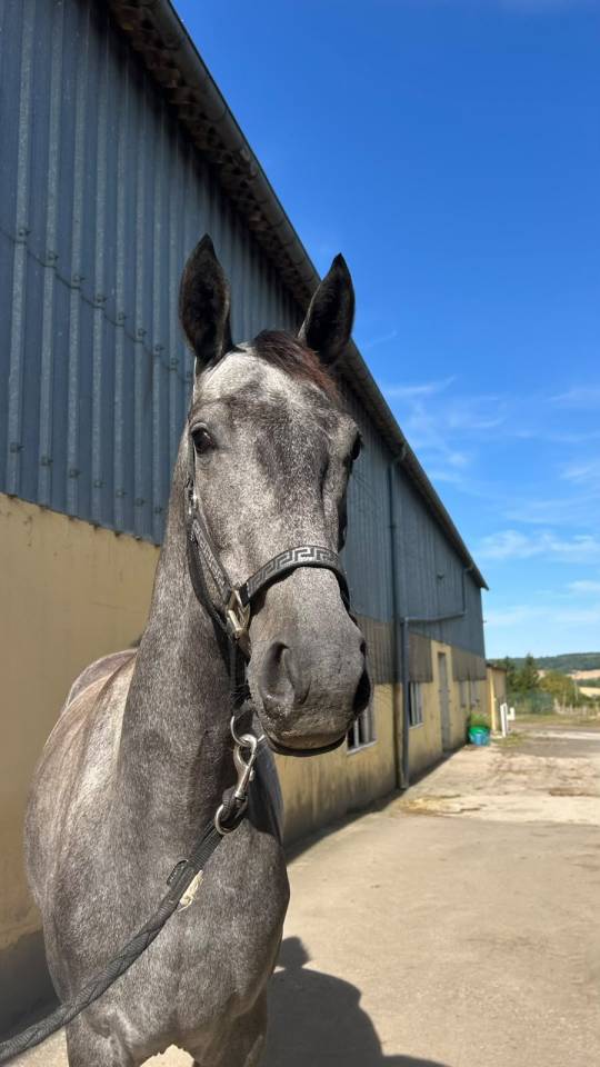 Nashira de Molion, Jument, 3 ans, Grise; SF, toise 1.65