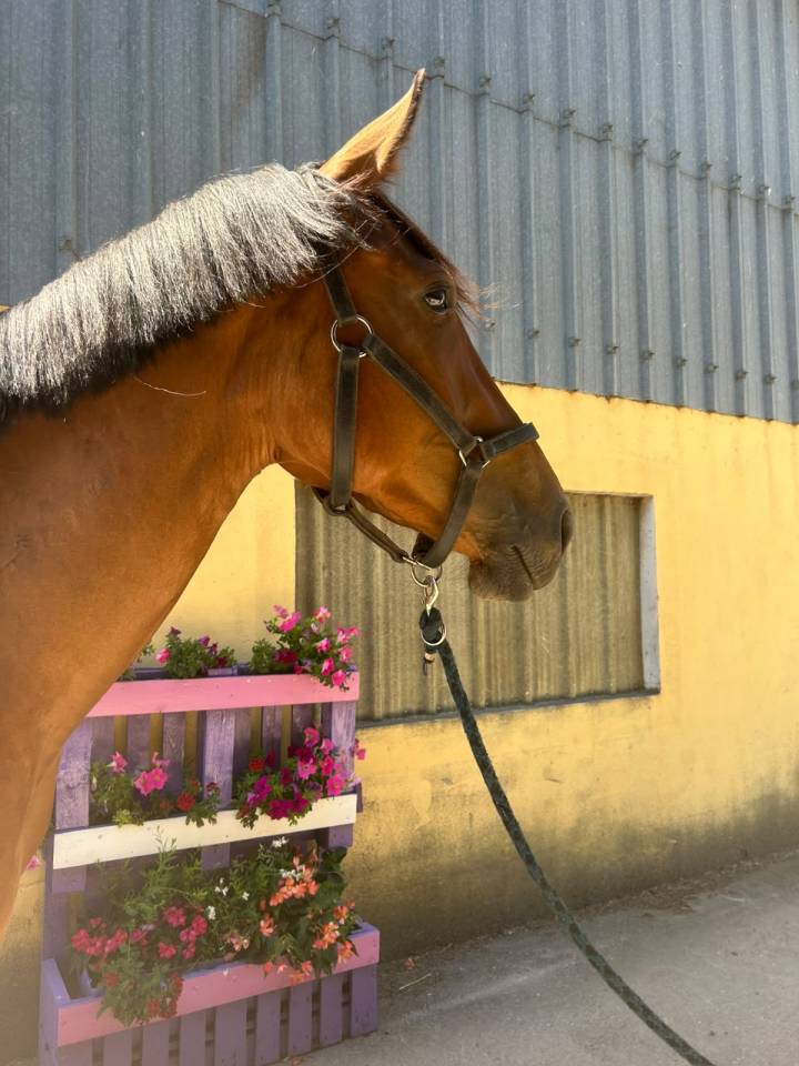 Nikita de Molion, Jument, 3 ans, Bai; SF, toise 1. 70