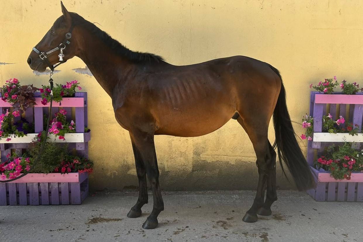 Night to you, Hongre, 3 ans, Bai; SF, toisera 1.65&ndash;1.68