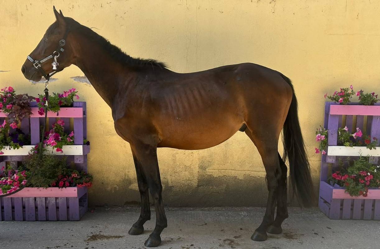 Night to you, Hongre, 3 ans, Bai; SF, toisera 1.65&ndash;1.68