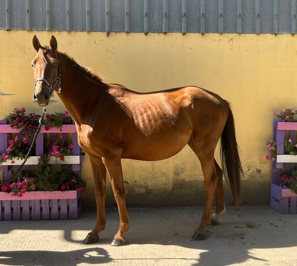 Nostradamus Hongre, 3 ans, Alezan br&ucirc;l&eacute;, SF, toise 165