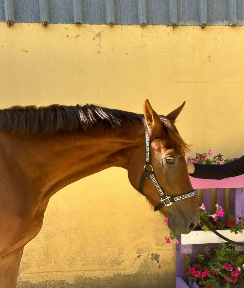 Nostradamus Hongre, 3 ans, Alezan br&ucirc;l&eacute;, SF, toise 165