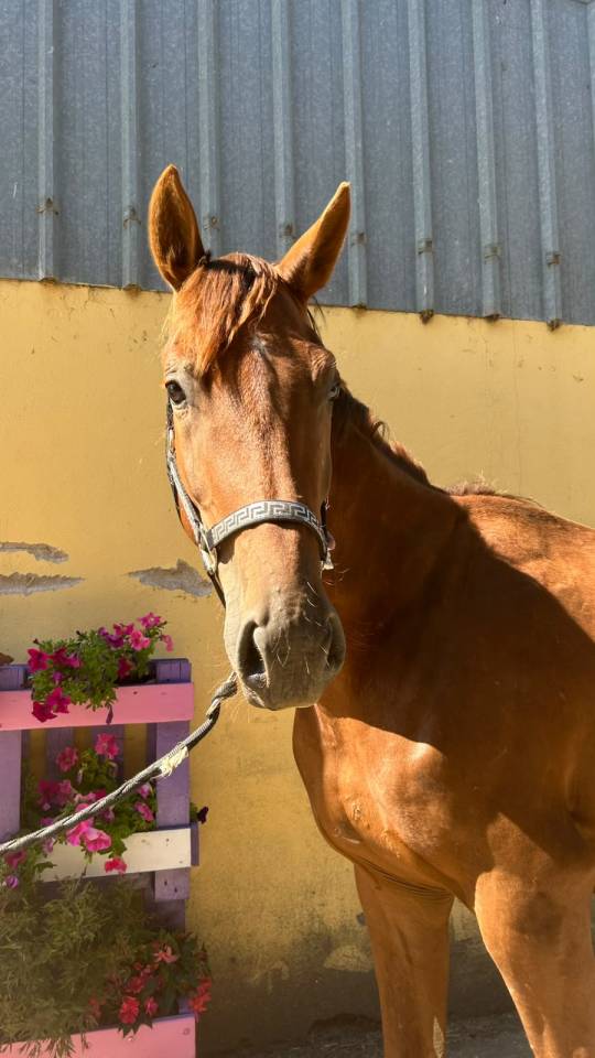 Nostradamus Hongre, 3 ans, Alezan br&ucirc;l&eacute;, SF, toise 165