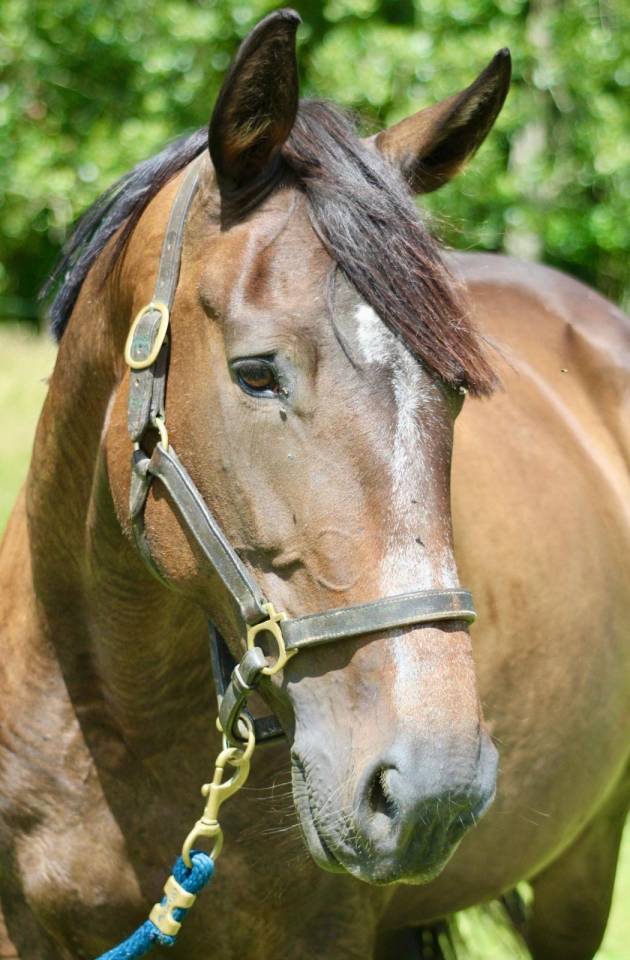 Jument - Loisir, Dressage, Repro, TAP