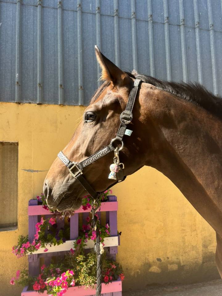 Nora de Molion Jument, 3 ans, bai , SF, toise1.65 