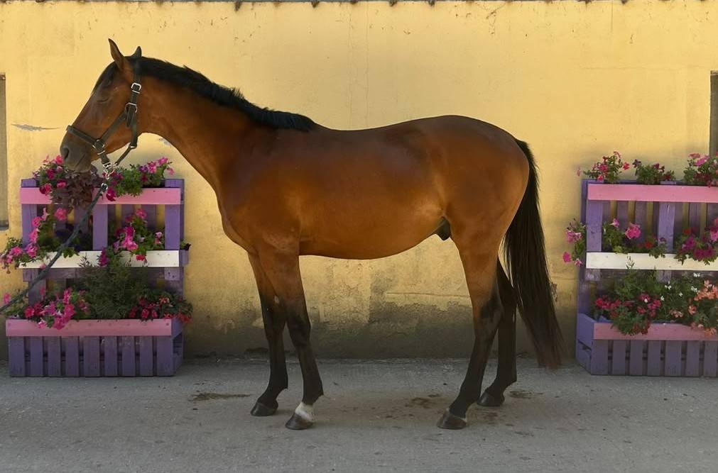 Noel de Molion  3 ans , bai, toisera 165-170