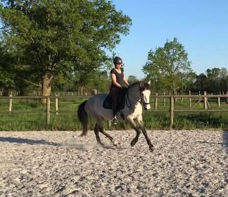 Jument PRE 4 ans 