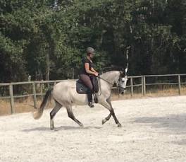 Jument PRE 4 ans 