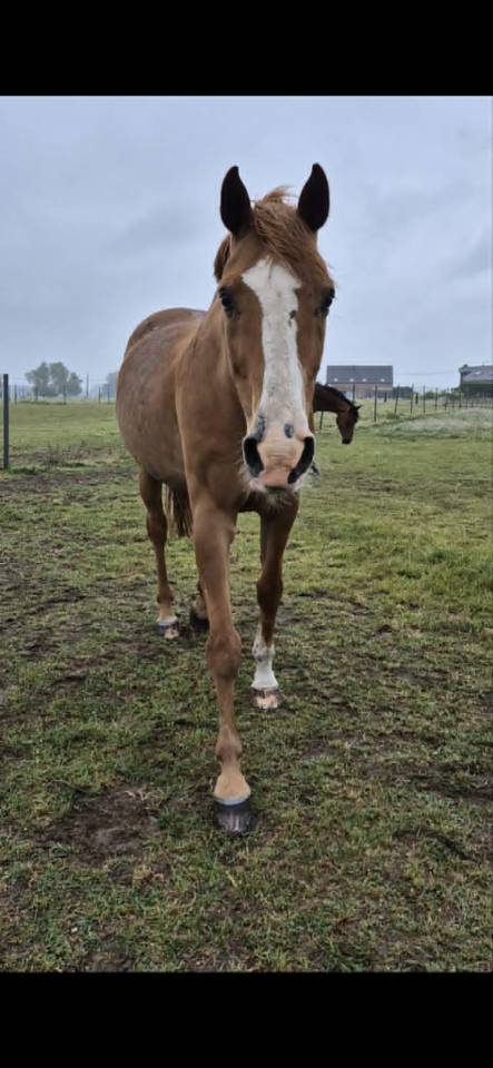 Demi-pension cheval professeur 