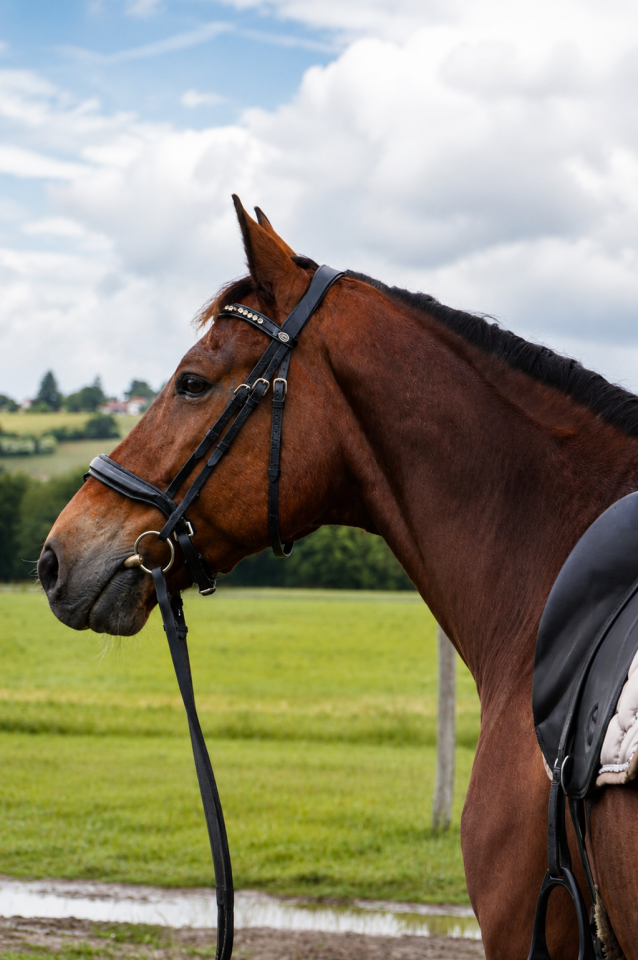 Hongre - KWPN - 12 ans - CSO / Hunter - France