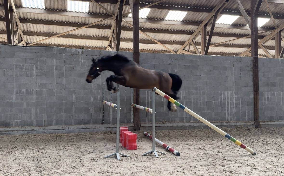 Cheval de sport de 5ans &agrave; vendre 