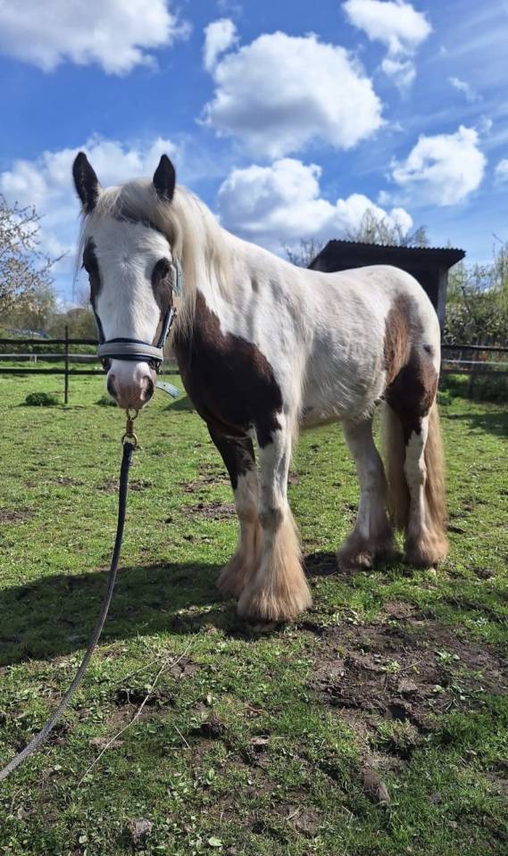 Poney irish cob